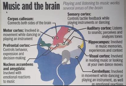 Brain 