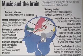 Brain 